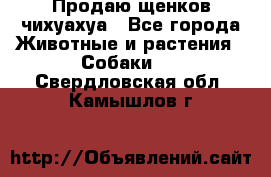 Продаю щенков чихуахуа - Все города Животные и растения » Собаки   . Свердловская обл.,Камышлов г.